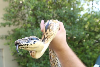 뱀 소변은 신장 결석과 통풍 치료에 도움이 될 수 있습니다